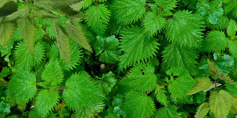 Brandnetel Extract: De natuurlijke helper voor een zuivere, gebalanceerde huid