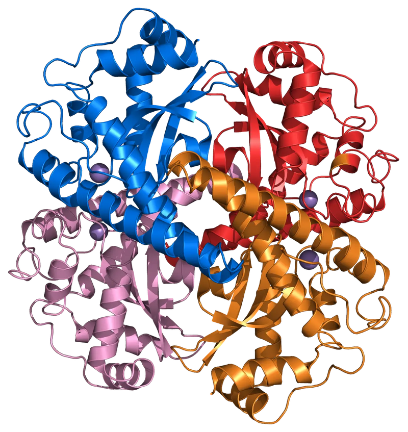 Superoxide Dismutase (SOD): De krachtigste natuurlijke antioxidant