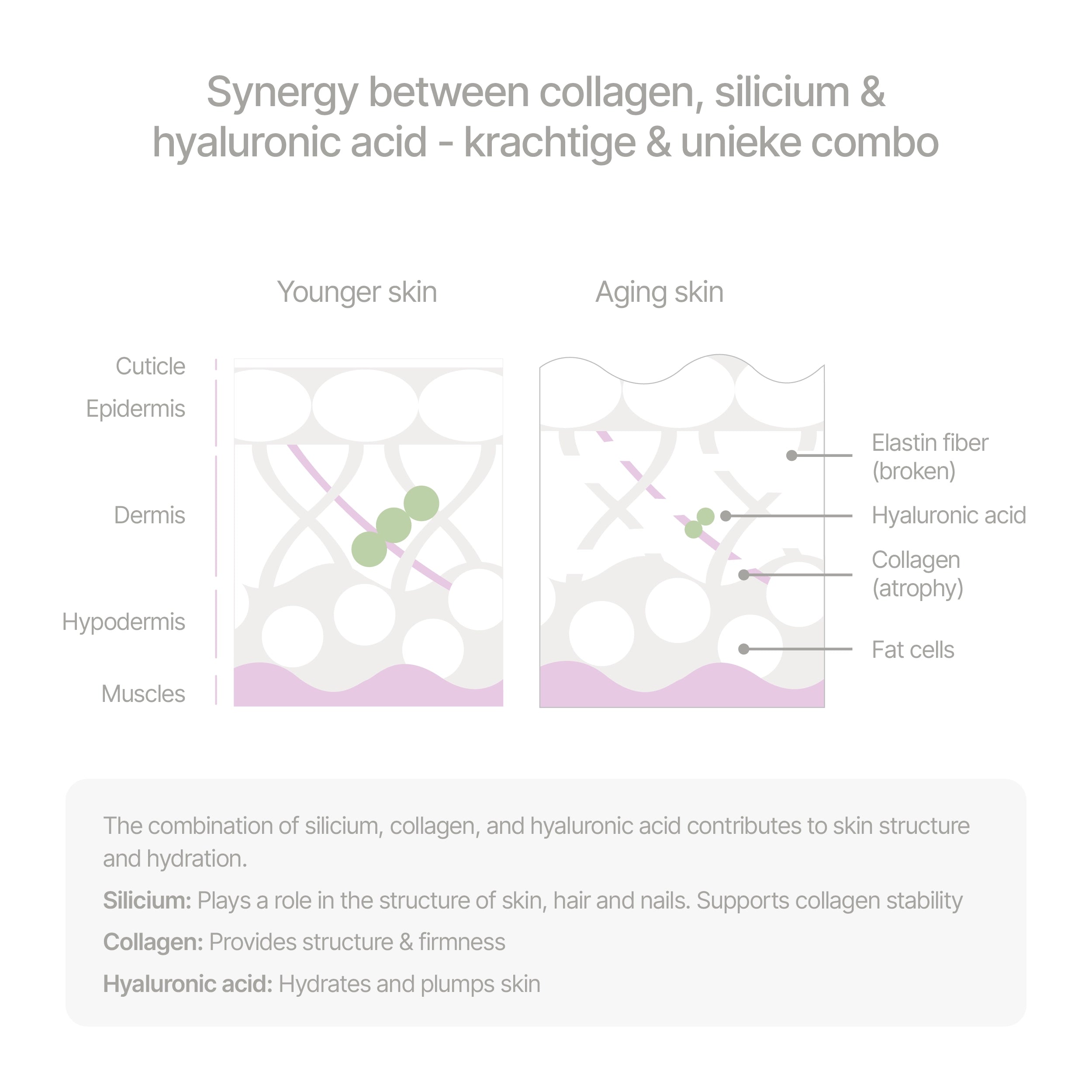 Visual explanation of how collagen, silicium, and hyaluronic acid support skin structure and hydration. Comparison of younger and aging skin shows changes in collagen density, elastin fibers, and hydration levels.